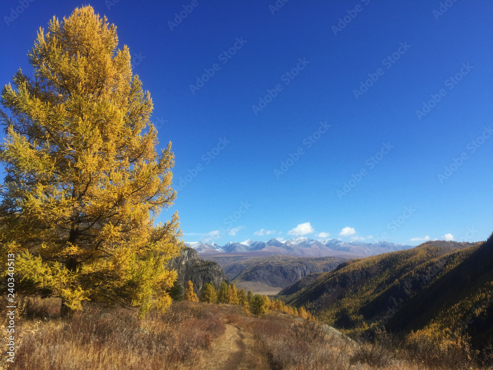 View of Altai mountains valley trail and larch tree during autumn. Mountains ridge and clear blue sky