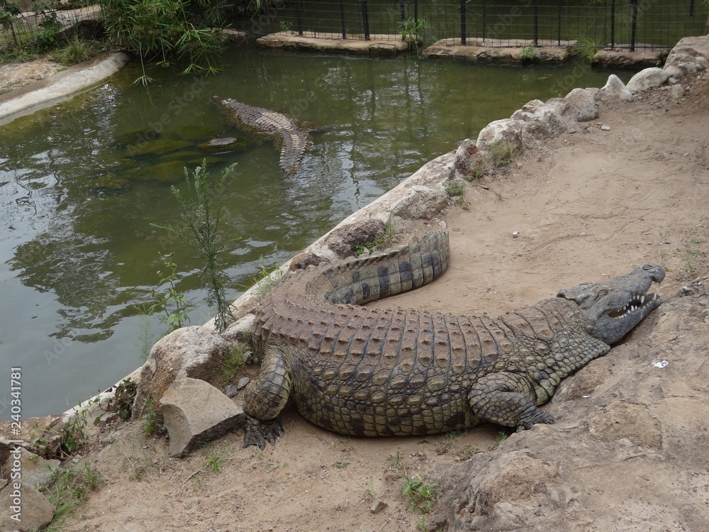 Crocodile Crocodile