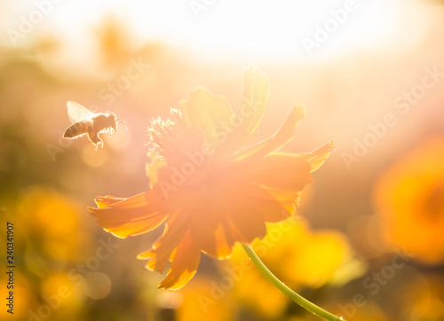 Cosmos flower and bee in the field of Lumphun province countryside Thailand