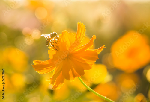 Cosmos flower and bee in the field of Lumphun province countryside Thailand