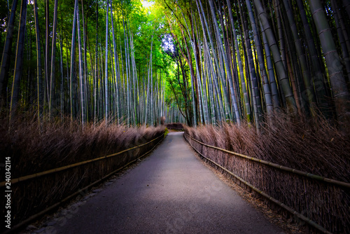 Fototapeta Naklejka Na Ścianę i Meble -  Sagano Bamboo Forest, Arashiyama, Kyoto, Japan