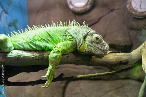 green iguana lying on a branch