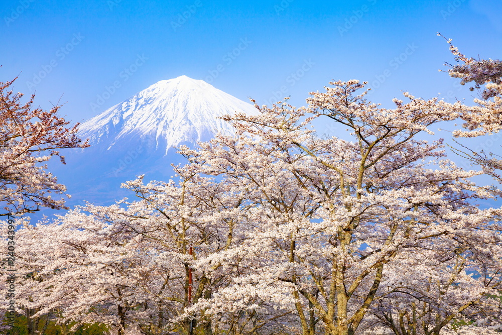 富士山と満開の桜 静岡県富士宮市大石寺にて Stock Photo Adobe Stock