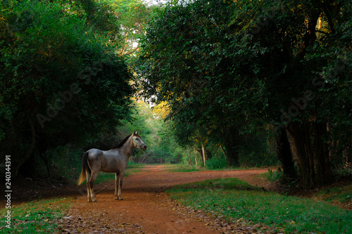 Grey horse standing on the road in dark sunset forest