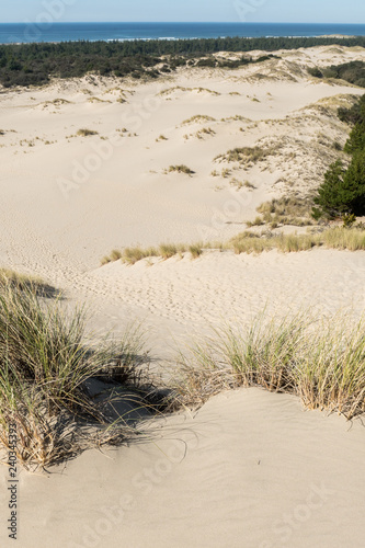 Fototapeta Naklejka Na Ścianę i Meble -  The sand and coastline from a high point of view over the Oregon dunes