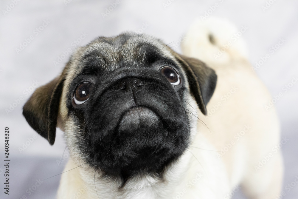  funny little pug looks curiously