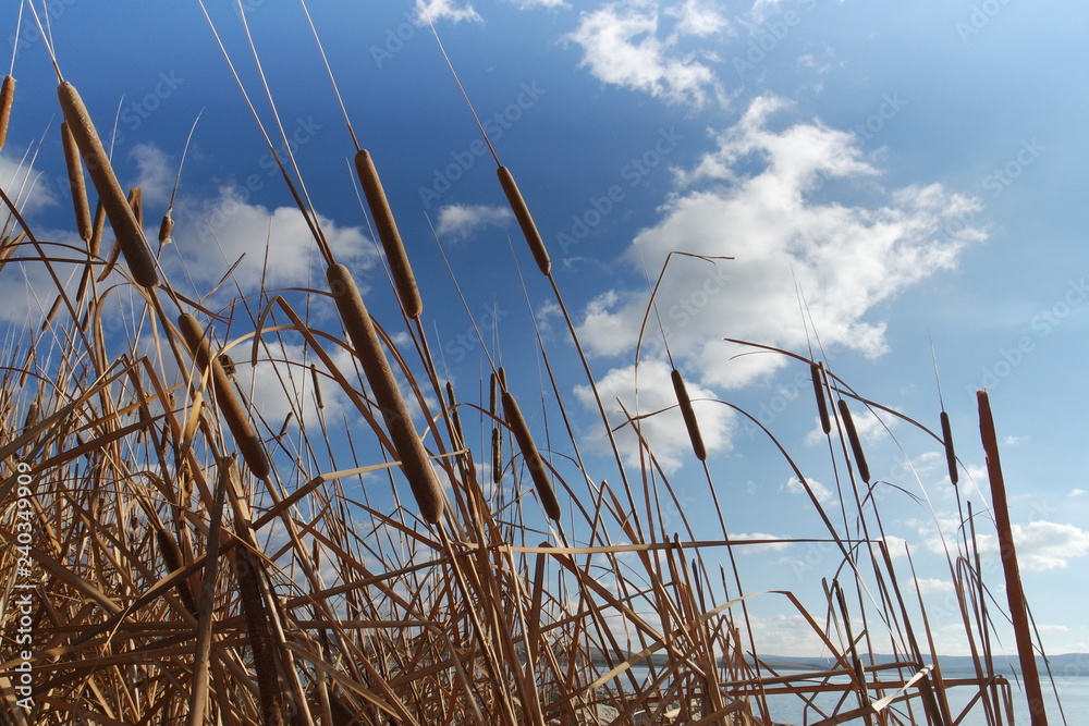 Obraz premium Reeds blue sky background wallpaper