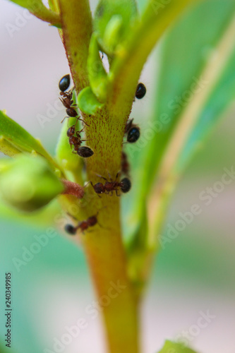 ant on leafe