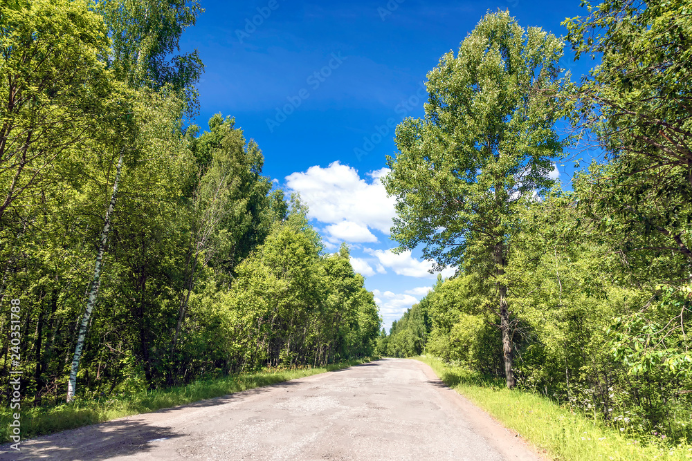 dirt road in the summer sunny forest