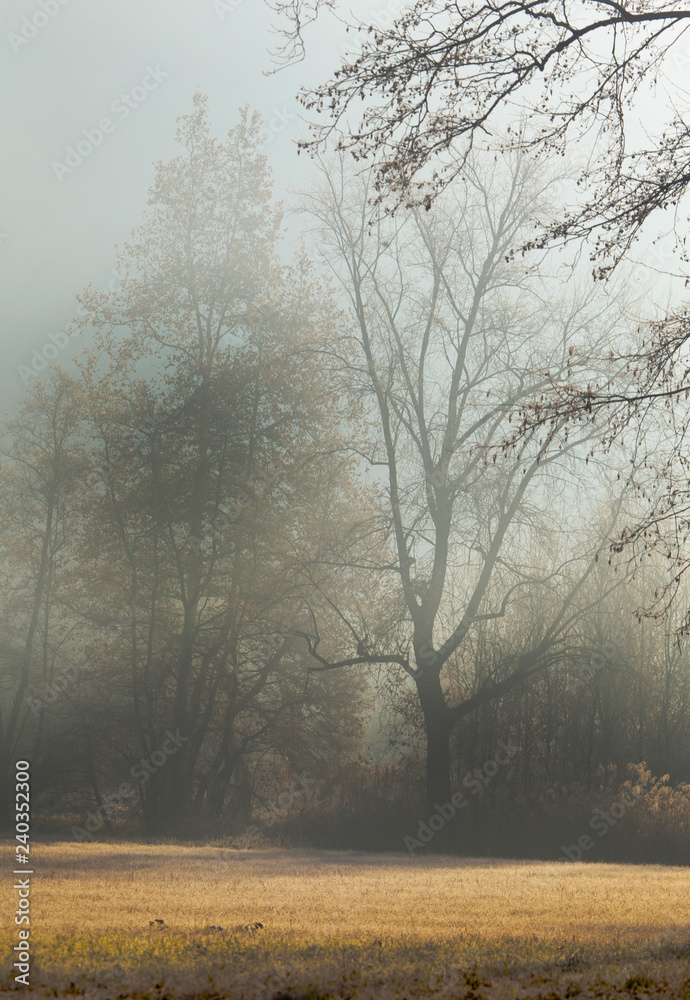 la bellezza delle luci e della nebbia in inverno di primo mattino attorno alle piante la bellezza delle luci e della nebbia in inverno di primo mattino attorno alle piante