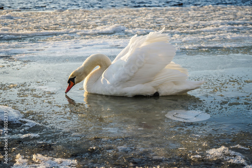 Fototapeta Naklejka Na Ścianę i Meble -  swan in the river at the winter