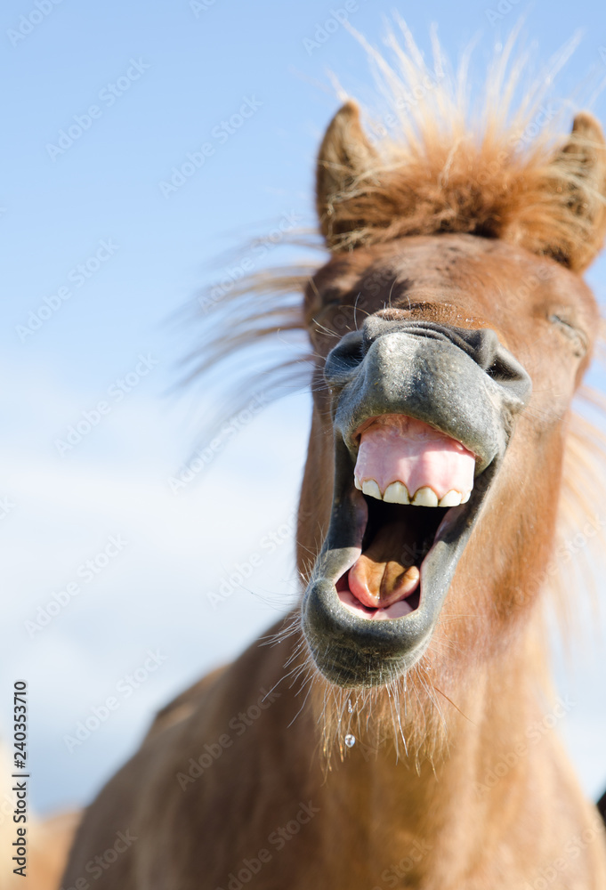 Lachendes Pferd Stock Photo | Adobe Stock