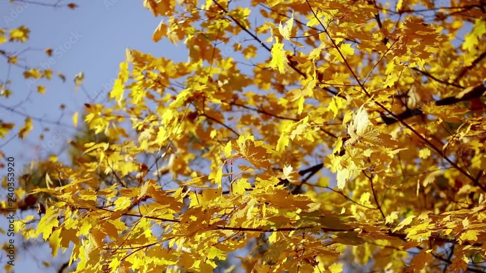 autumn, yellow leaves, nature autumn, yellow leaves, nature