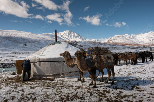 Camels and ger