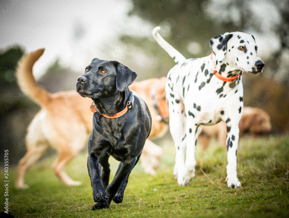 custom made wallpaper toronto digitalThe Black Labrador