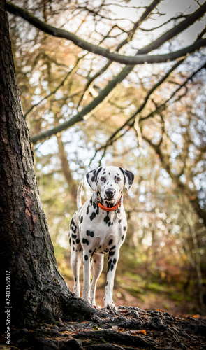 The Dalmatian