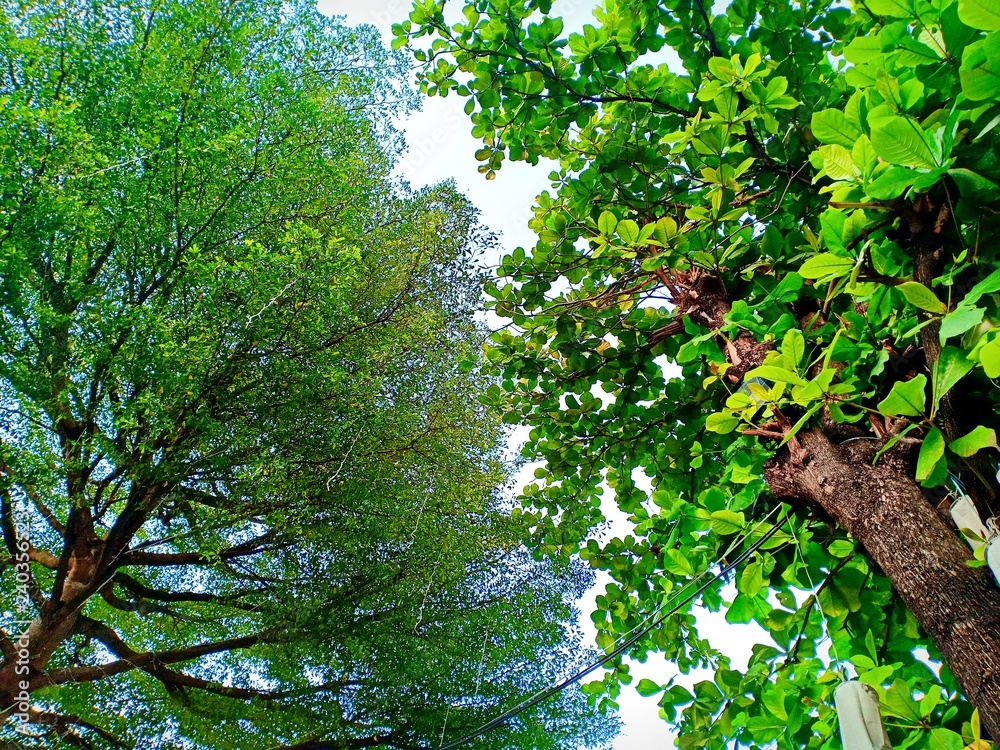 Obraz premium Green tree vol.1