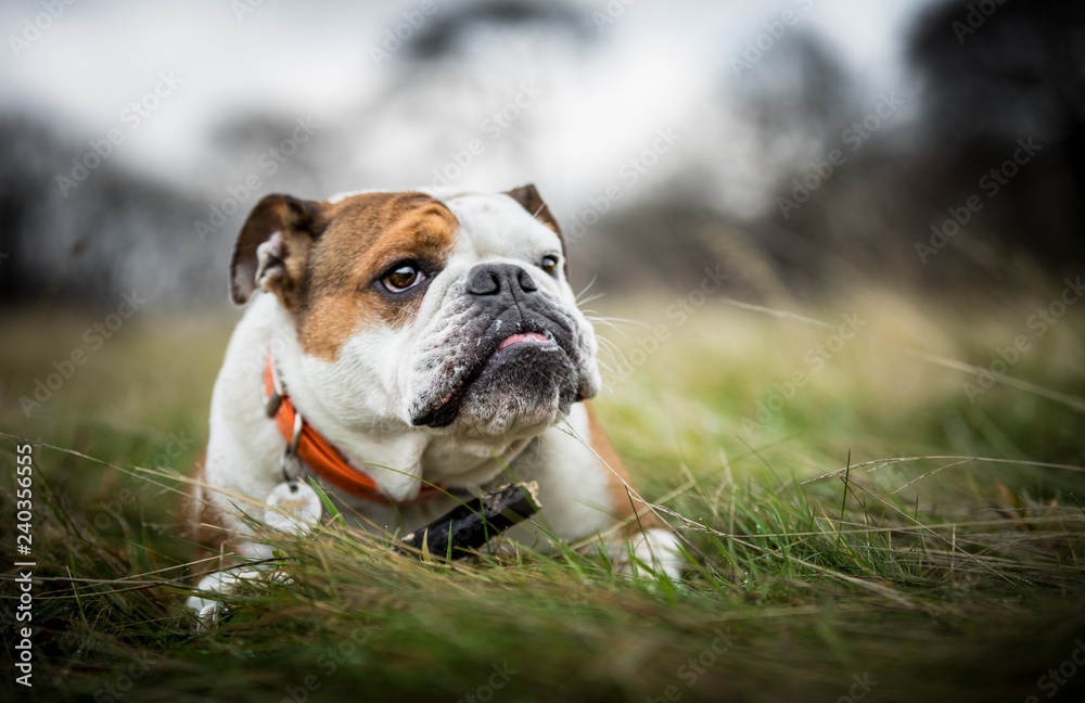 Fototapeta premium The English Bulldog