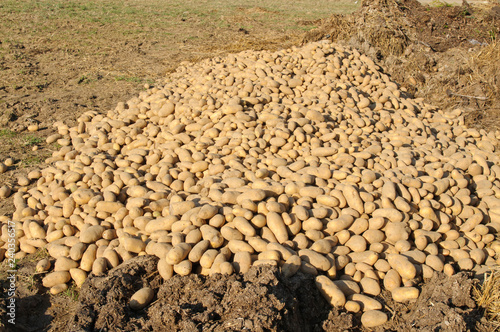 Überschussvernichtung von Kartoffeln photo