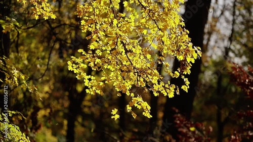 autumn, yellow leaves, nature