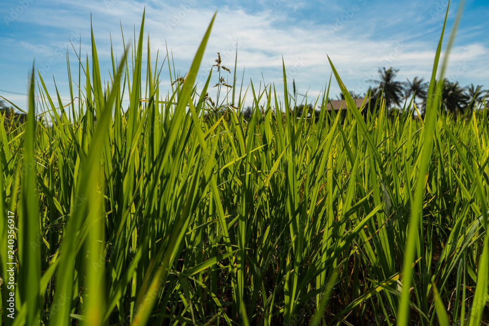 Fototapeta premium field of green rice in a sunny day