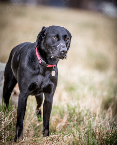 The Black Labrador