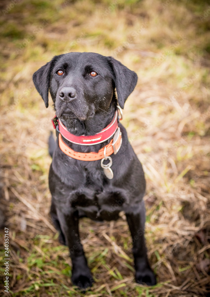 The Black Labrador