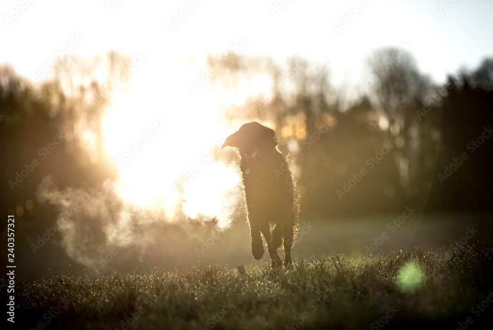 The Flat Coated Retriever The Flat Coated Retriever