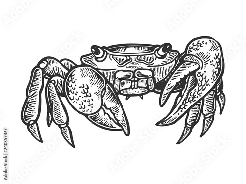 Crab sea animal engraving vector illustration. Scratch board style imitation. Black and white hand drawn image.