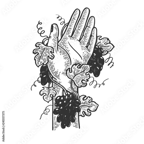 Hand braided with grape vine plant engraving vector illustration. Scratch board style imitation. Black and white hand drawn image.