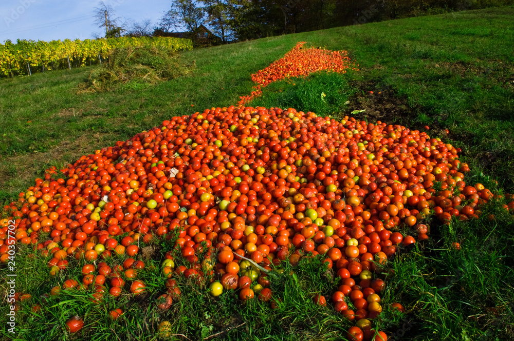 Fototapeta premium Überschussvernichtung von Tomaten