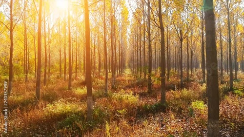 Forest Autumn Fall Trees Passing Tracking Shot Sunset Fly By Drone Aerial Close Up Nature. Lens flare