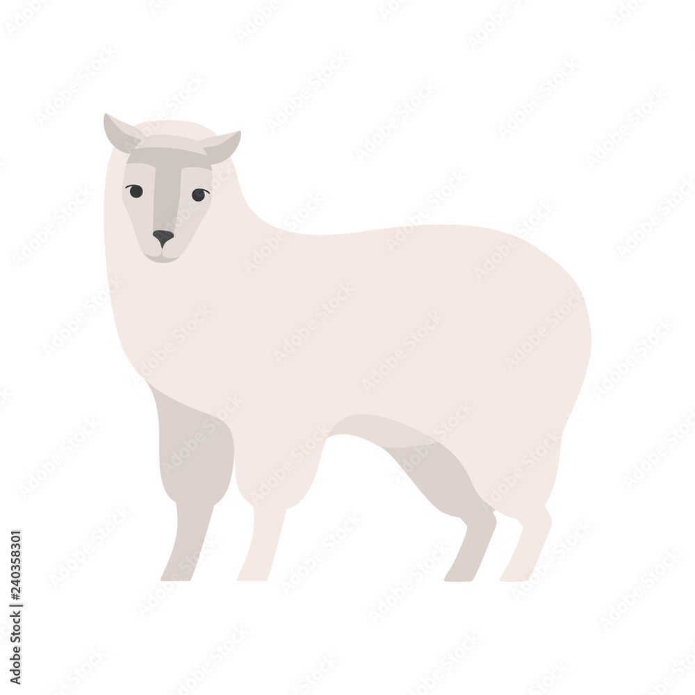 Cute alpaca llama of white color fur. Cute alpaca llama of white color fur.