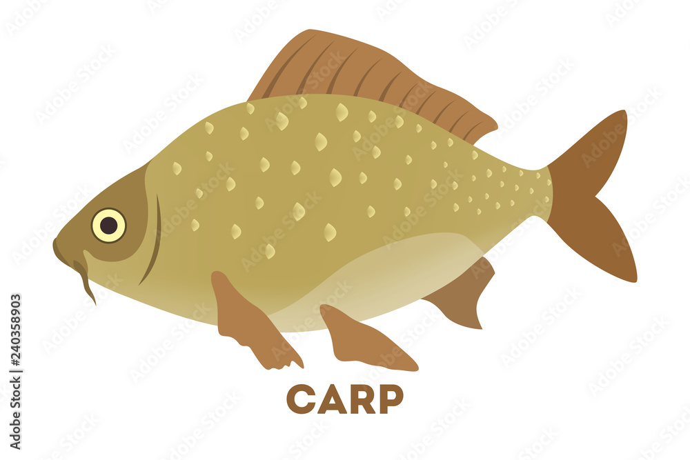 Carp fish in the water of river Carp fish in the water of river