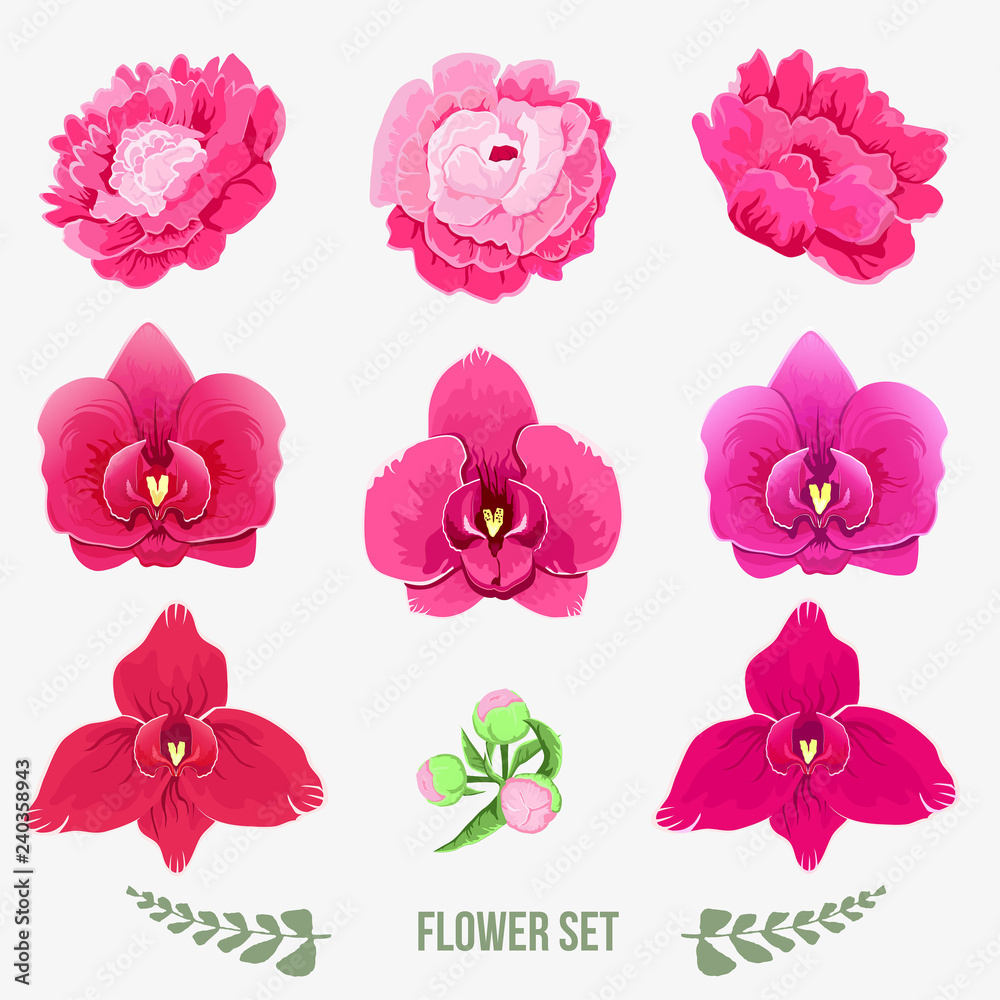 Flower set of peonies and orchids isolated on white background 