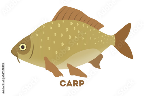 Carp fish in the water of river