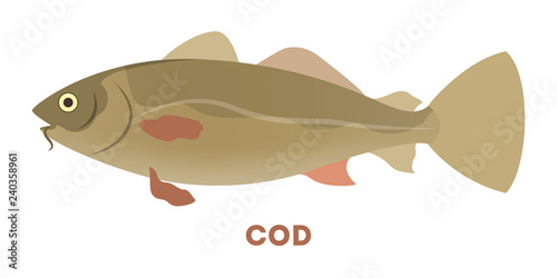 Atlantic cod fish aquatic animal. Marine creature.