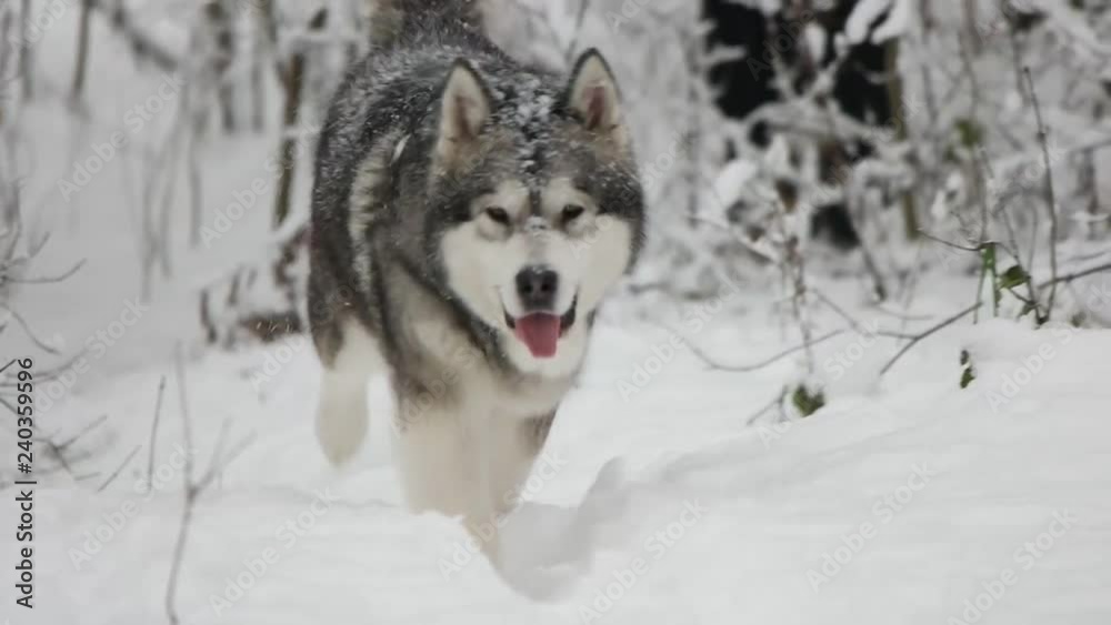 dog runs through the winter forest, slow motion