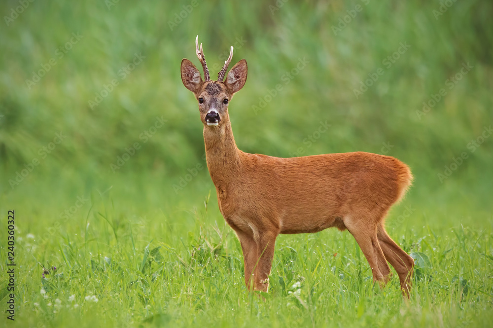 Roe deer, capreolus capreolus, buck with clear green blurred background. Wild mammal in nature. Roe deer, capreolus capreolus, buck with clear green blurred background. Wild mammal in nature.
