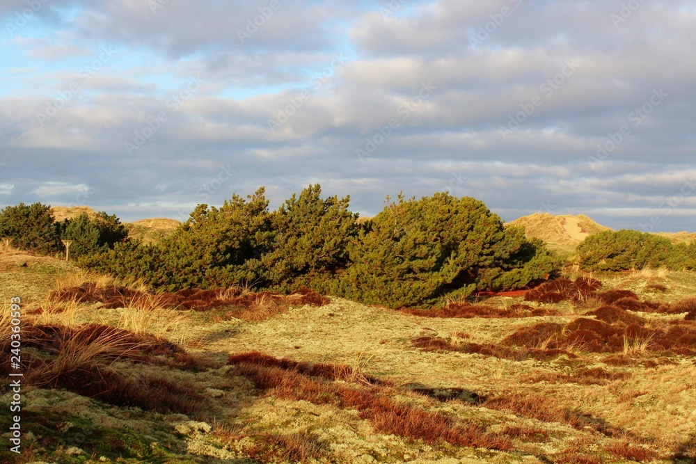 Dünenlandschaft auf der Insel Fanö, Dänemark Dünenlandschaft auf der Insel Fanö, Dänemark