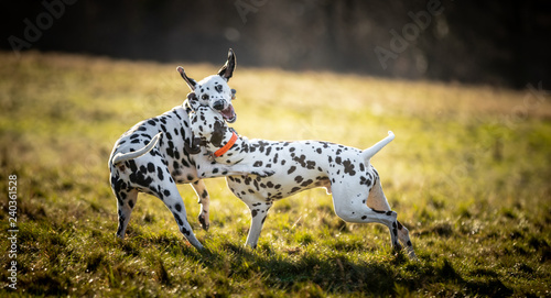 The Dalmatian 