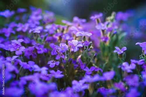 aubrieta blooming blue-violet flowers in spring garden