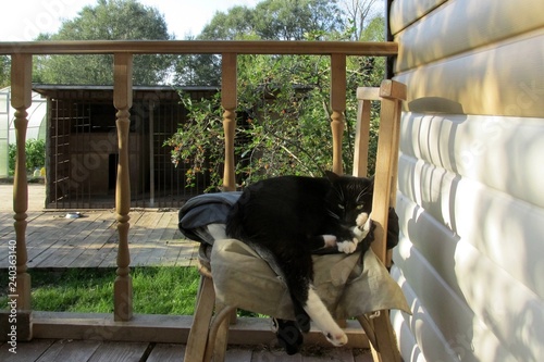 Cat resting on the veranda in the summer evening