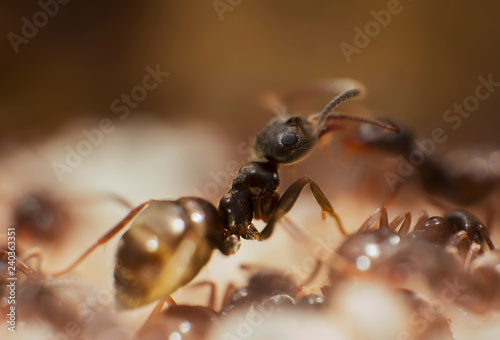 Ants at the nest. Macro shot of Black ants in the anthill. Lasius niger ants  © sergeialyoshin