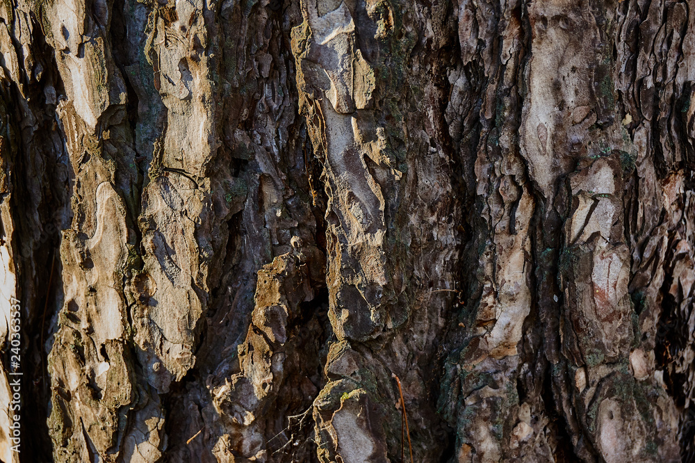 The texture of the cracked pine bark in the rays of sunlight. Deep cracks and original wood structure. Nature concept for design. The texture of the cracked pine bark in the rays of sunlight. Deep cracks and original wood structure. Nature concept for design.