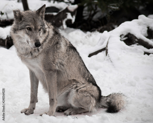 gray wolf in the snow. © Mikhail Semenov