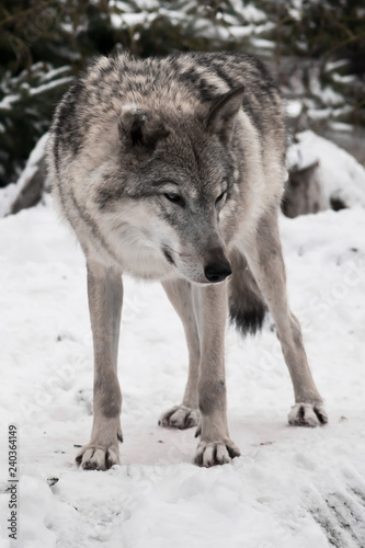 gray wolf in the snow. © Mikhail Semenov