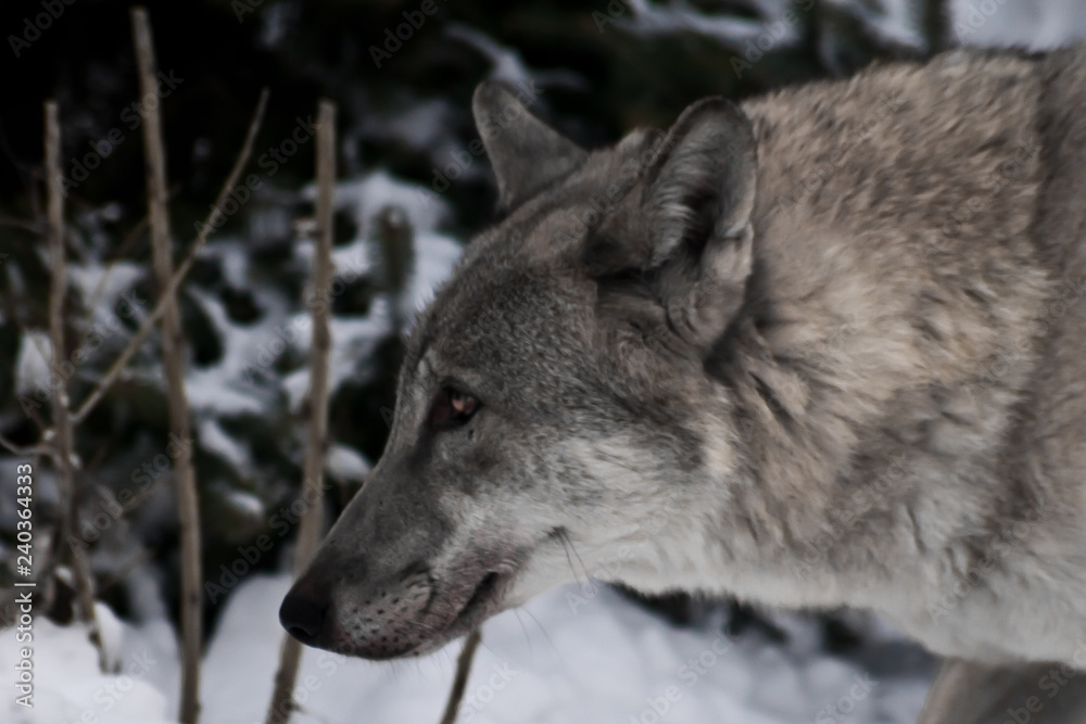 gray wolf in the snow.