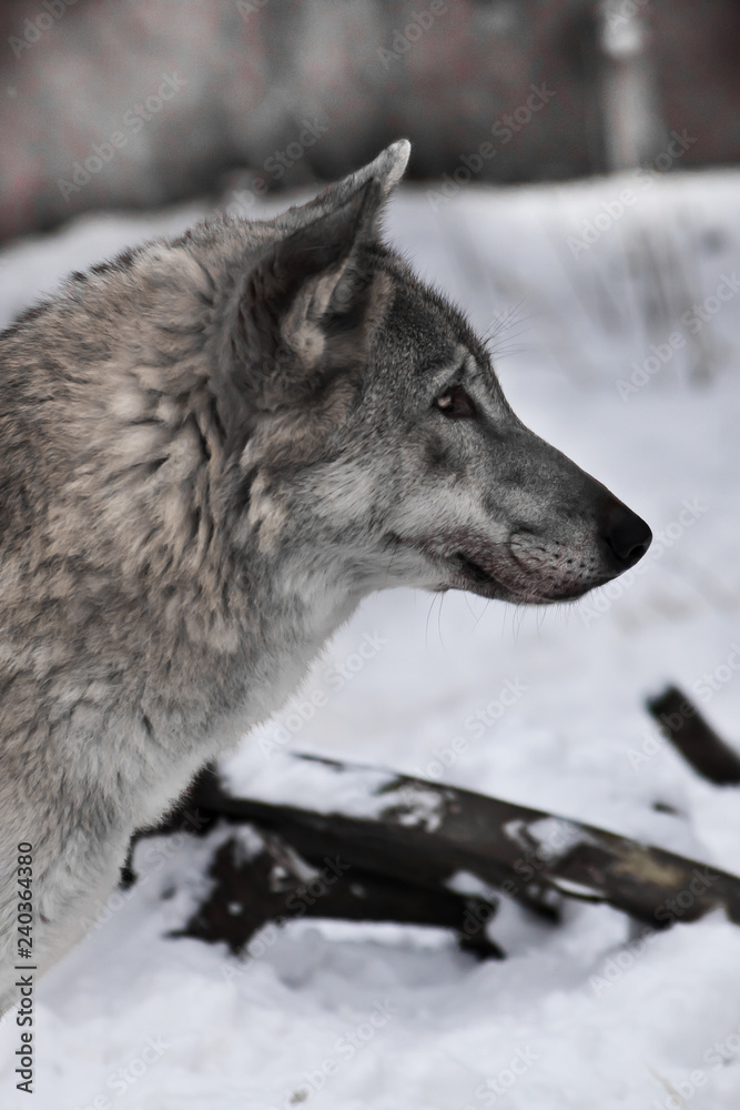 Fototapeta premium gray wolf in the snow.