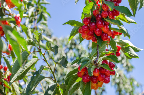 ripe cherries